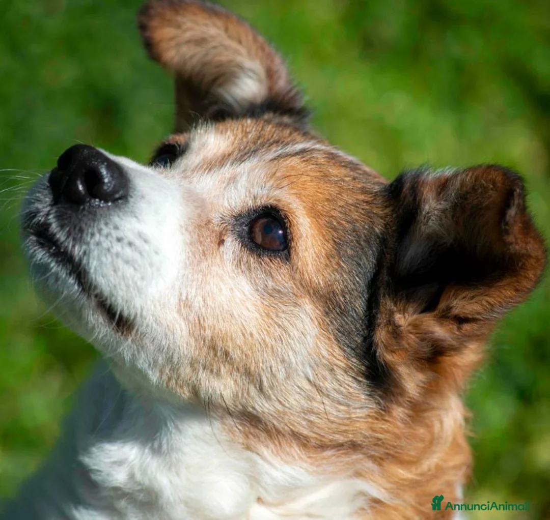 Meticcio cani in regalo: NONNO PLAUTO CERCA ANCORA UNA CASA, IN ADOZIONE - Annuncio 2