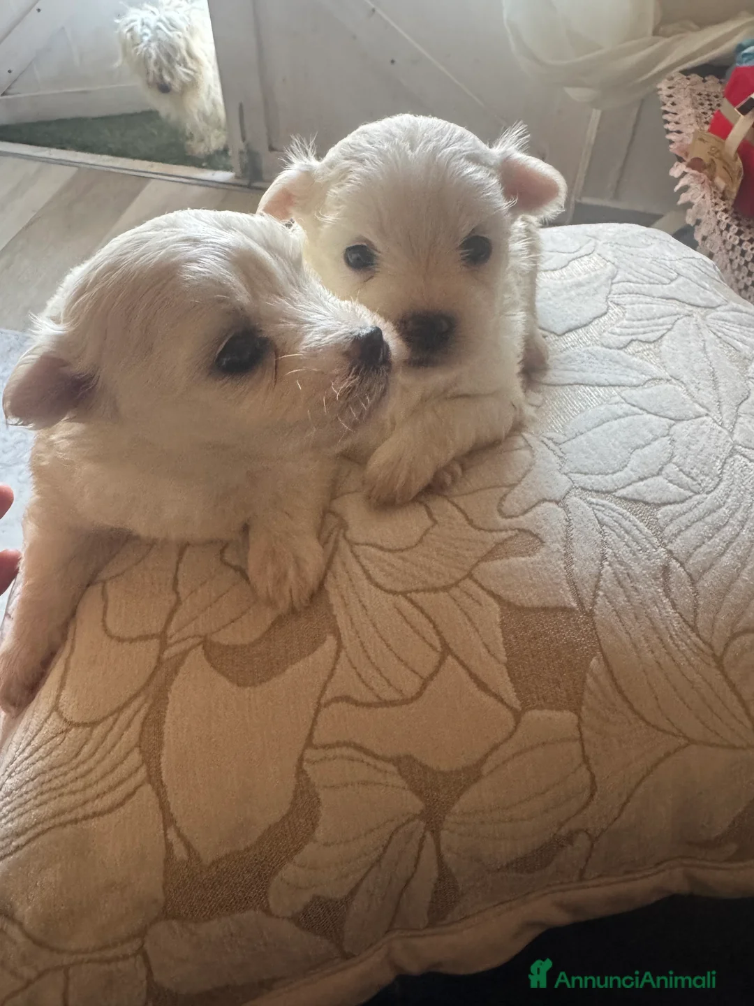 Maltese cani in vendita: Cucciole di maltese pura razza taglia piccola  a Provincia di Pisa - Annuncio 13