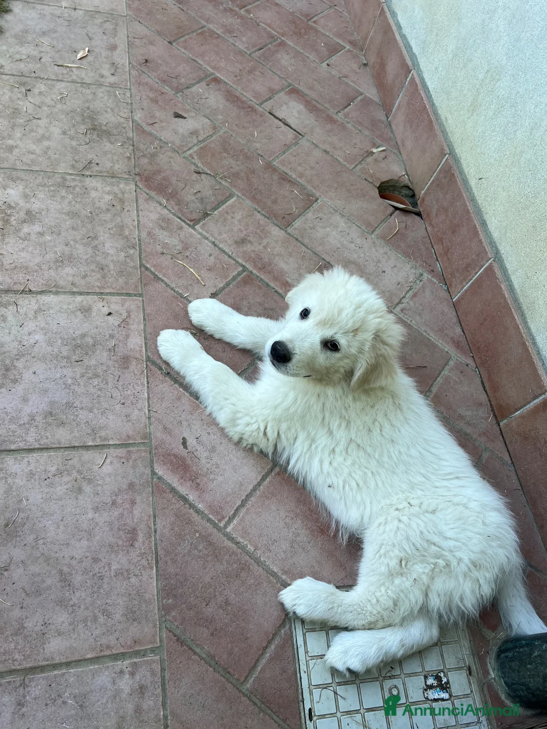 Pastore Abbruzzese Maremmano cani in vendita: cuccioli pastore abruzzese maremmano a Provincia di Lodi - Annuncio 4