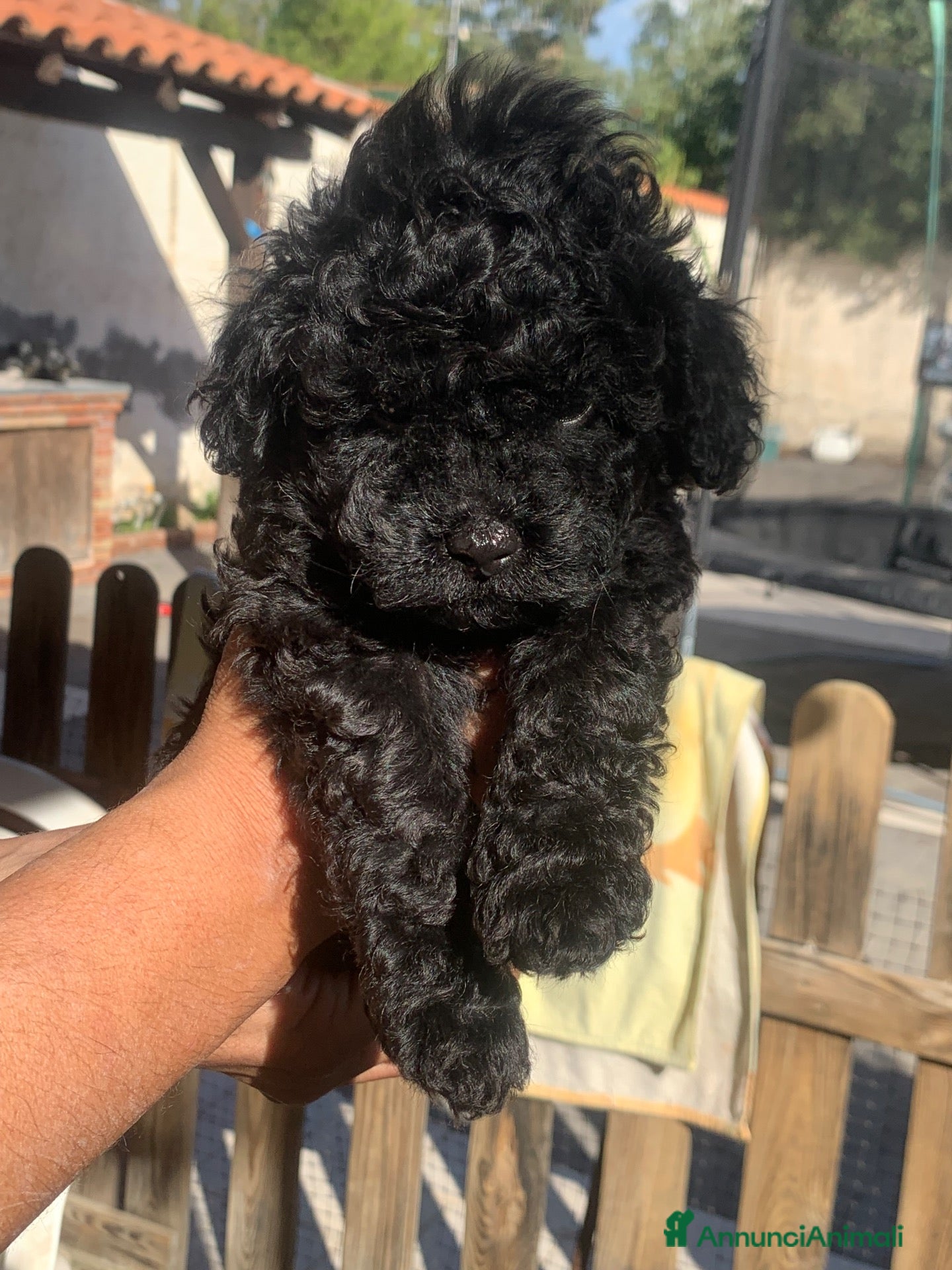 Barboncino Toy cani in vendita: cucciolo di barboncino toy - Annuncio 18