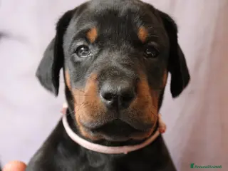 Dobermann cani Cuccioli di Dobermann in Toscana - Annuncio 15