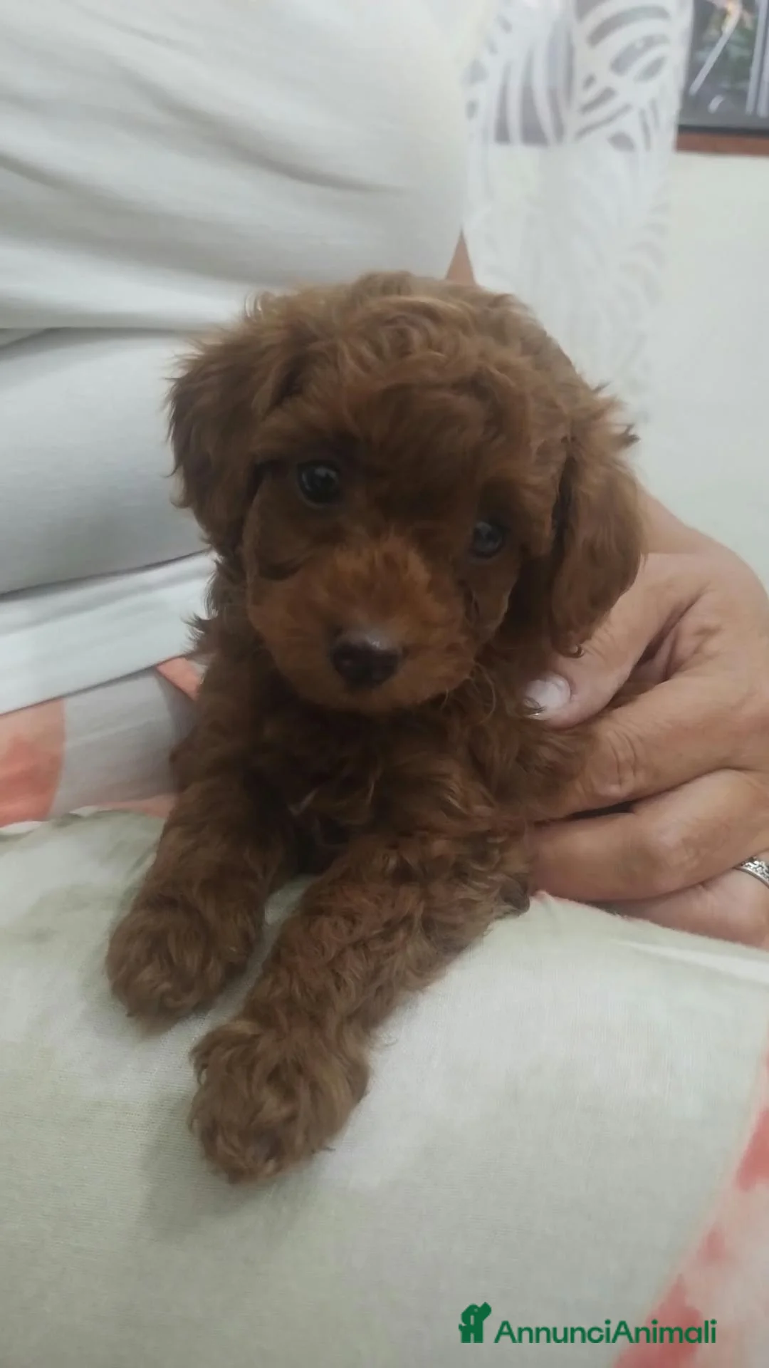 Barboncino Toy cani in vendita: Barboncino toy maschio - Annuncio 2