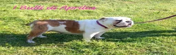 Bulldog cani in vendita: BULLDOG INGLESE  - Annuncio 3