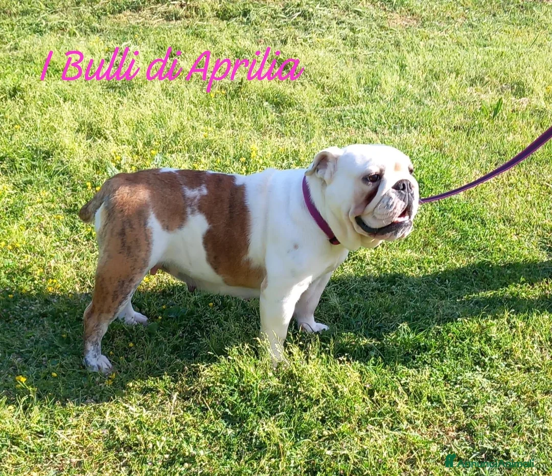 Bulldog cani in vendita: BULLDOG INGLESE  - Annuncio 3
