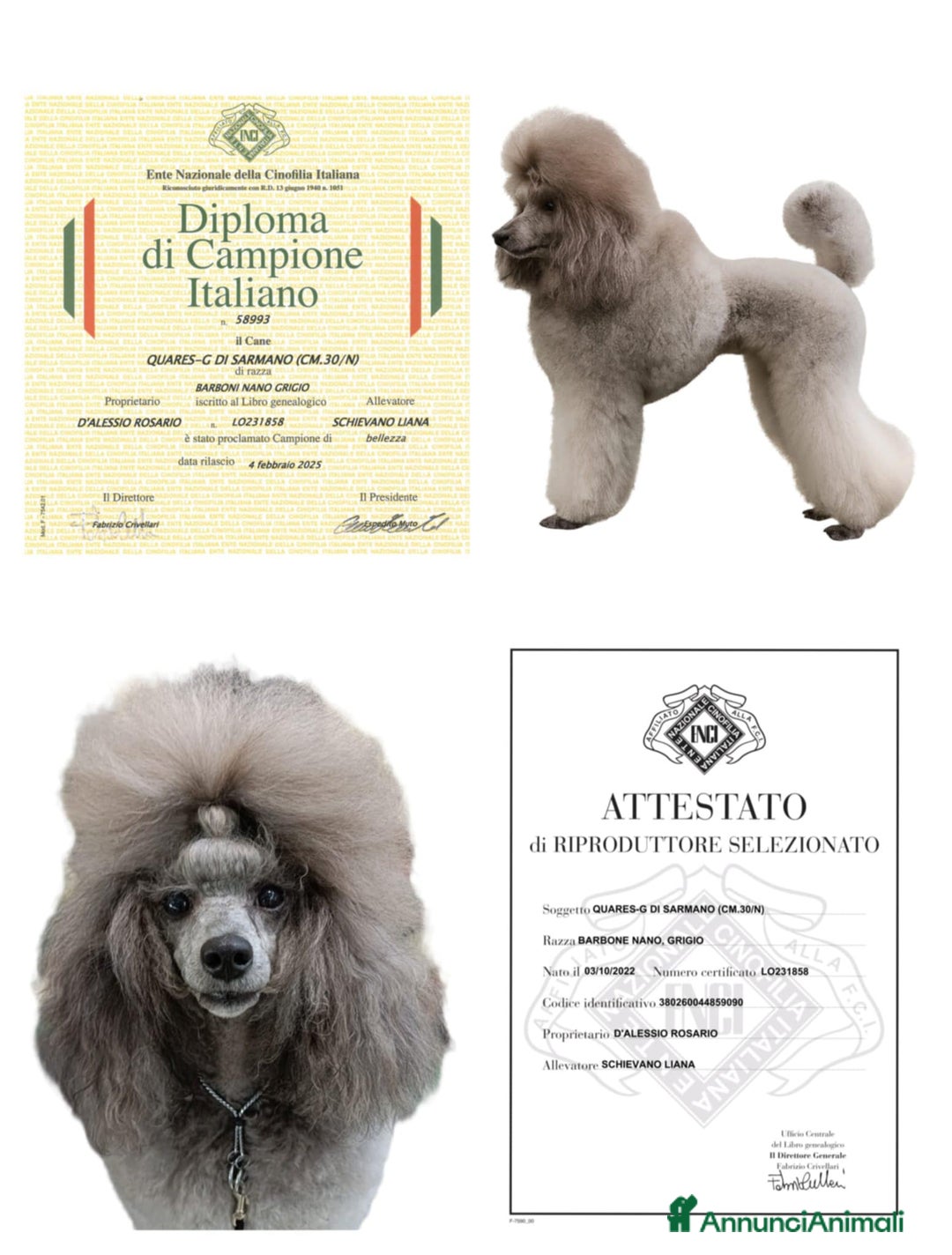 Barbone cani in vendita: Cucciola di barbone - Annuncio 9