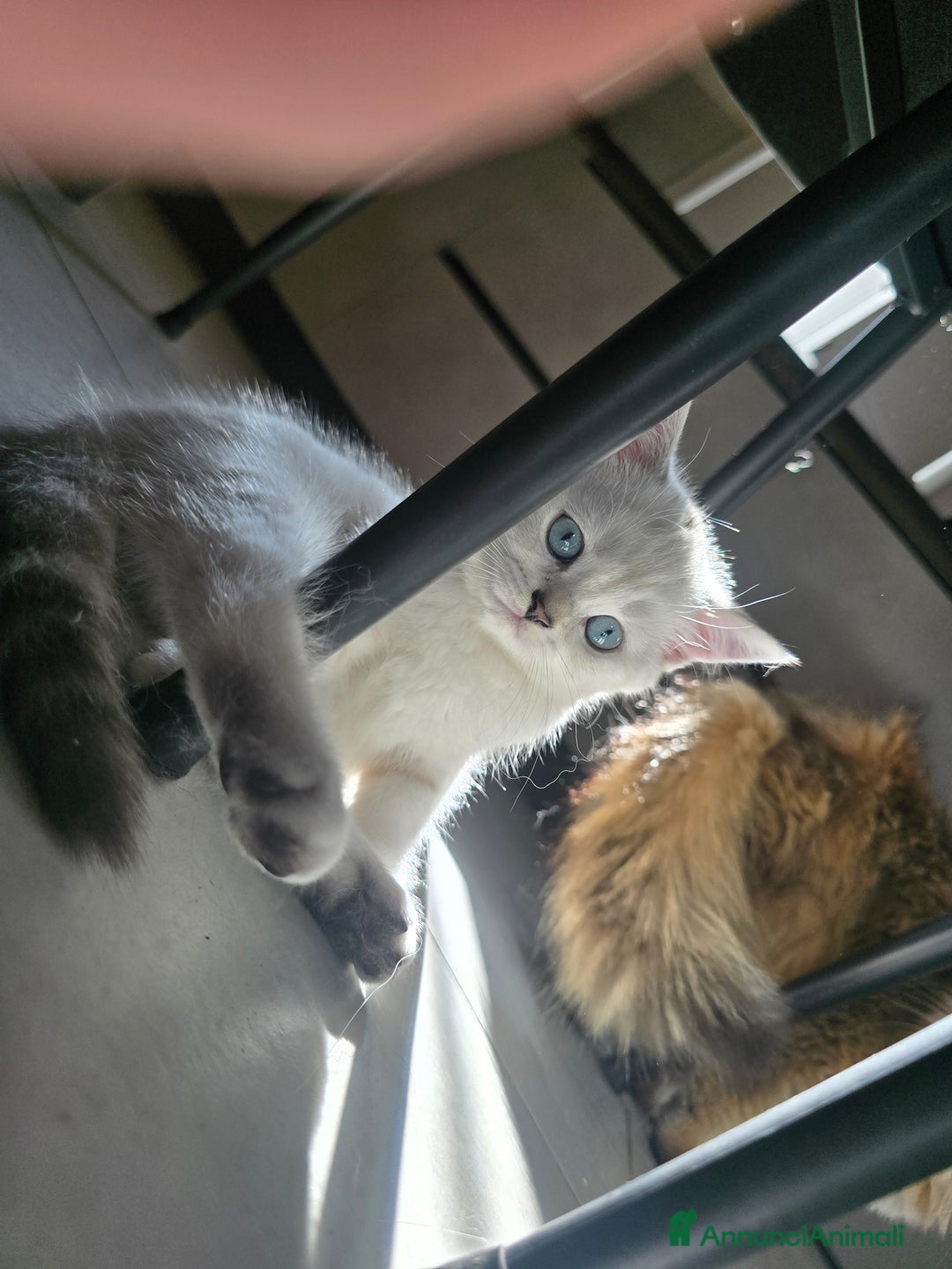 Scottish gatti in vendita: Dolcissimo scottish fold e straight  a Provincia di Brescia - Immagine 20