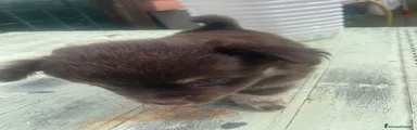 Chihuahua Cucciolo 3