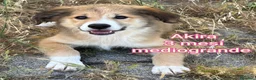 Meticcio cani in regalo: ADOTTA UN CUCCIOLO  a Provincia di Reggio Emilia - Annuncio 9