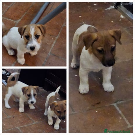 Jack Russell cani a Provincia di Parma - Annuncio 12