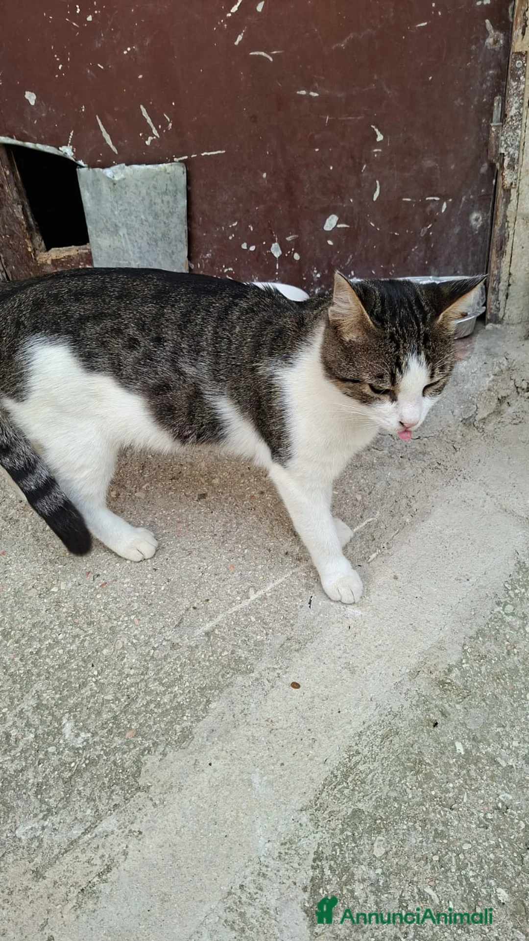 Altre razze gatti in regalo: FILIPPO CERCA CASA 🏡 a Provincia di Macerata - Annuncio 3