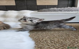 Siberiano gatti in vendita: Cuccioli gatto Siberiano ipoallergenico - Immagine 1