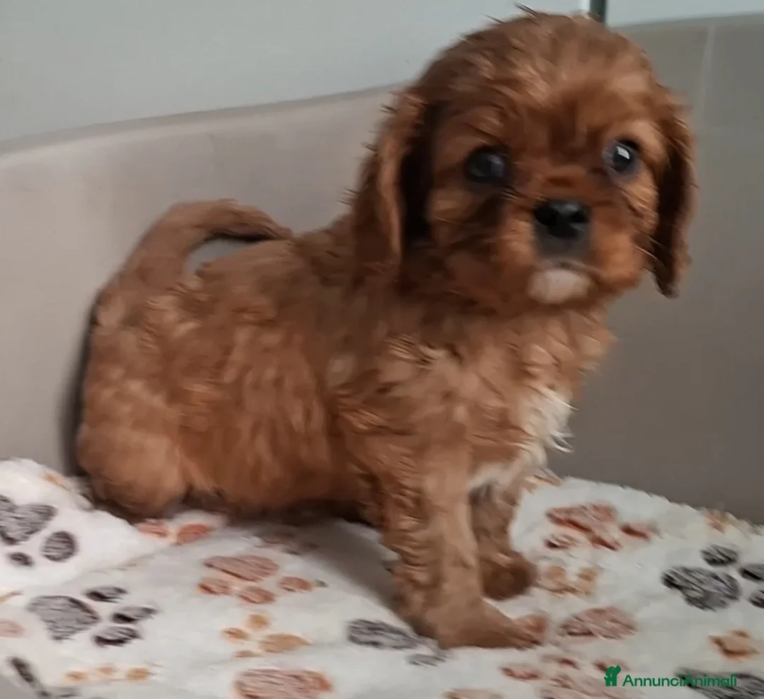 Cavalier King cani in vendita: Cuccioli di Cavalier king ruby - Annuncio 13