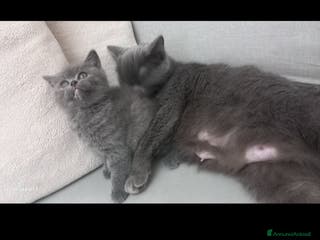 Scottish gatti in vendita: Schottich Straight - Annuncio 4