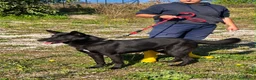Meticcio cani in regalo: Axel  a Provincia di Alessandria - Annuncio 2
