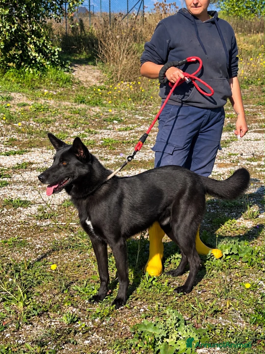 Meticcio cani in regalo: Axel  a Provincia di Alessandria - Annuncio 2
