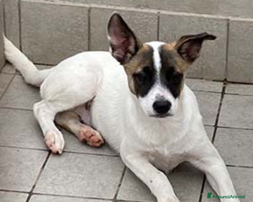 Meticcio cani Toffee, cucciolo bellissimo cerca casa a Roma - Annuncio 38