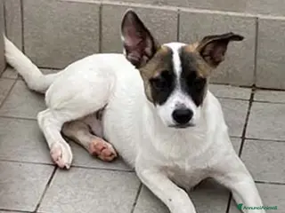 Meticcio cani Toffee, cucciolo bellissimo cerca casa a Roma - Annuncio 27