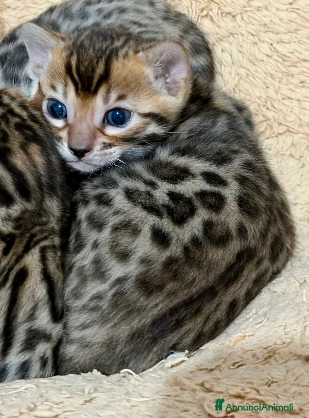 Bengala gatti in vendita: gatto bengala  - Annuncio 3