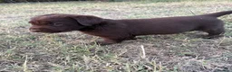 Labrador cani in vendita: Cuccioli di Labrador Choco  - Annuncio 5