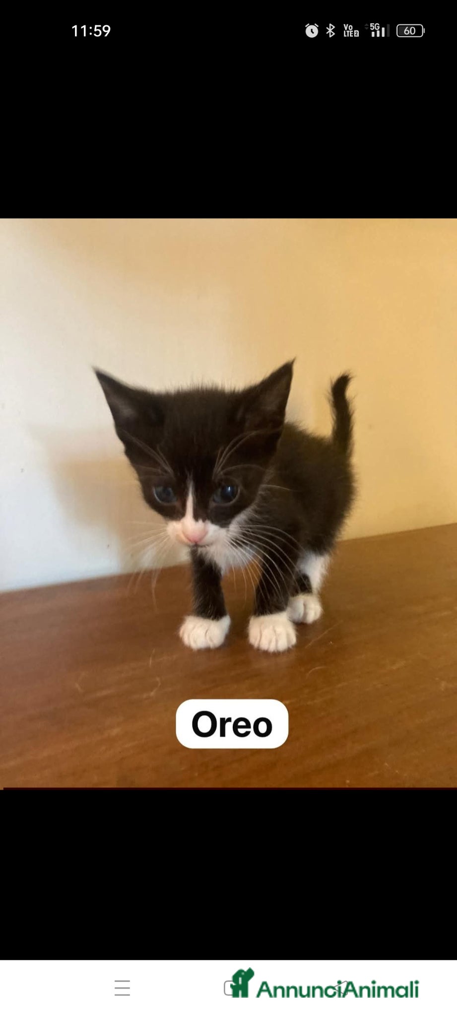 Meticcio gatti Piccolo Oreo  - Annuncio 6