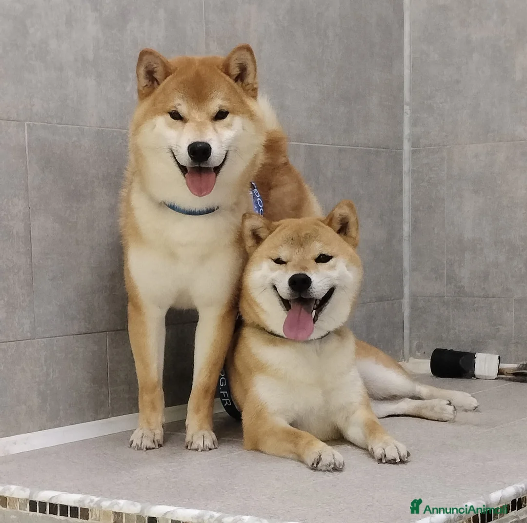 Shiba Inu cani in vendita: Cucciolo di shiba a Città metropolitana di Palermo - Annuncio 1