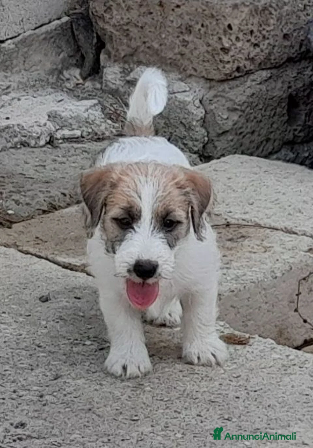 Jack Russell cani in vendita: Jack Russell Terrier Broken Ruvido cuccioli  - Annuncio 10