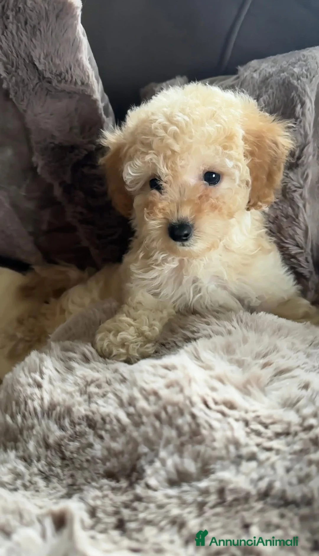 Barboncino cani in vendita: Barboncino❤️ - Annuncio 2