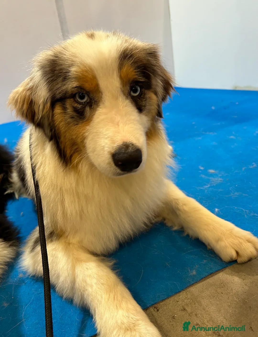 Australian Shepherd cani in vendita: Cuccioli di Australian Shepherd con pedigree a Provincia di Padova - Annuncio 2