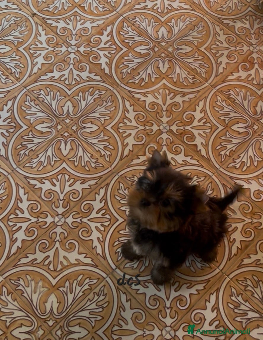 Yorkshire cani Yorkshire terrier - Annuncio 1