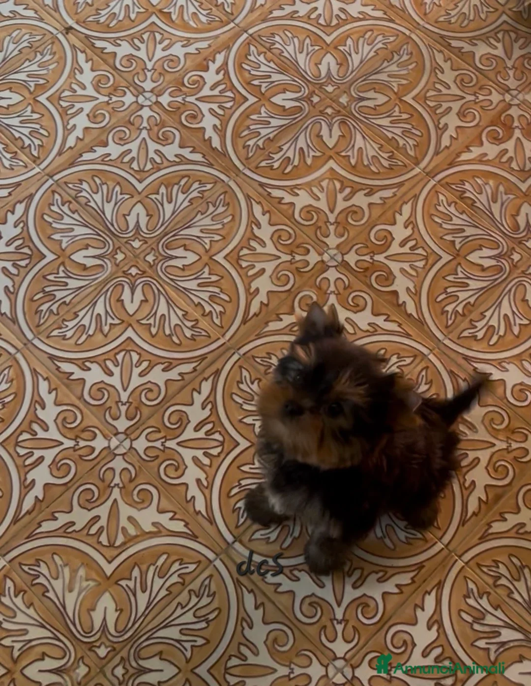 Yorkshire cani in vendita: Yorkshire terrier - Annuncio 1