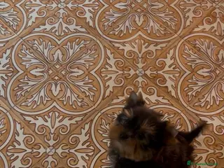 Yorkshire cani Yorkshire terrier - Annuncio 1