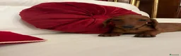 Bassotto cani in vendita: Cuccioli Bassotto Kaninchen e nano - Annuncio 10
