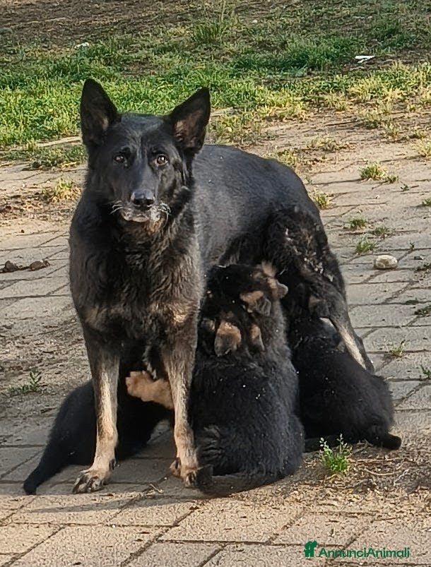 Pastore Tedesco cani Cuccioli pastore tedesco con pedigree ENCI  - Annuncio 4
