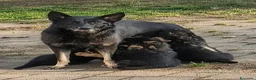 Pastore Tedesco cani in vendita: Cuccioli pastore tedesco con pedigree ENCI  - Annuncio 1