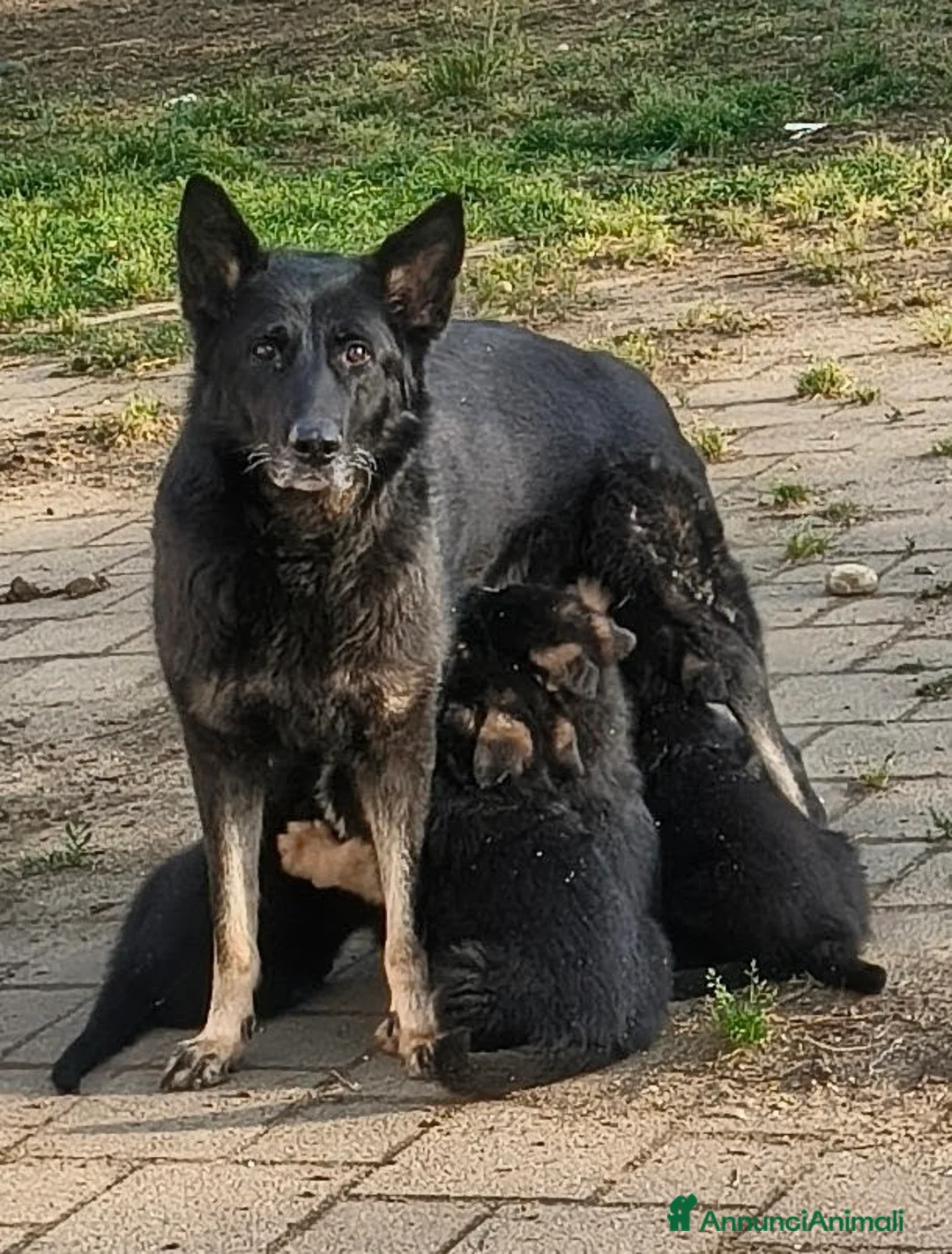 Pastore Tedesco cani in vendita: Cuccioli pastore tedesco con pedigree ENCI  - Annuncio 1
