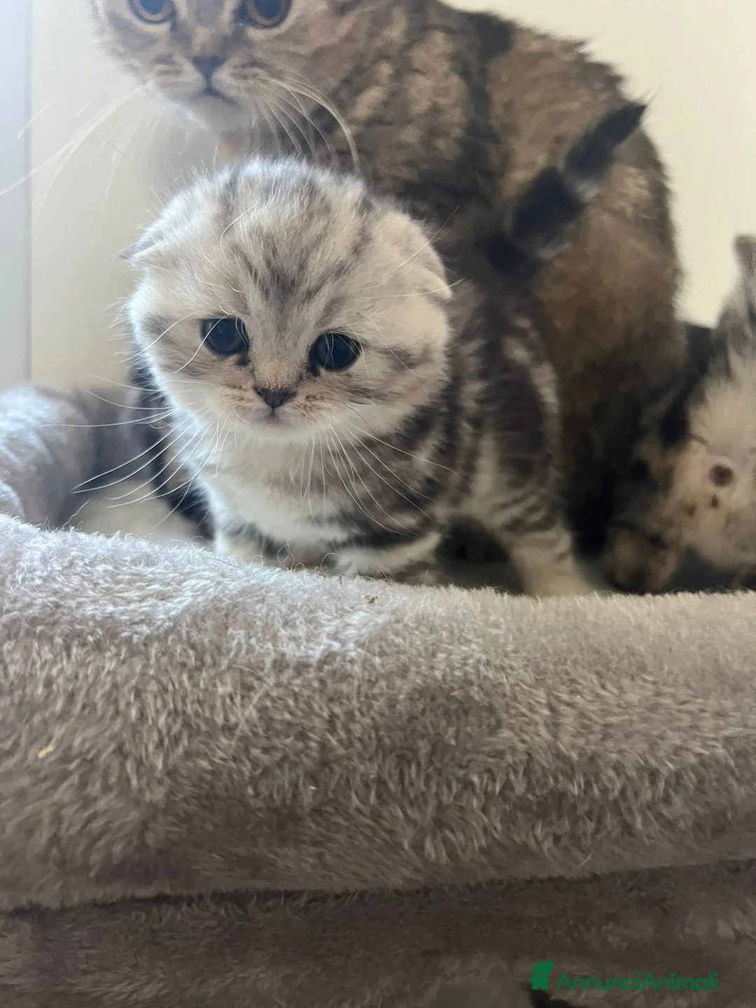 Scottish gatti in vendita: Scottish-fold  - Annuncio 1