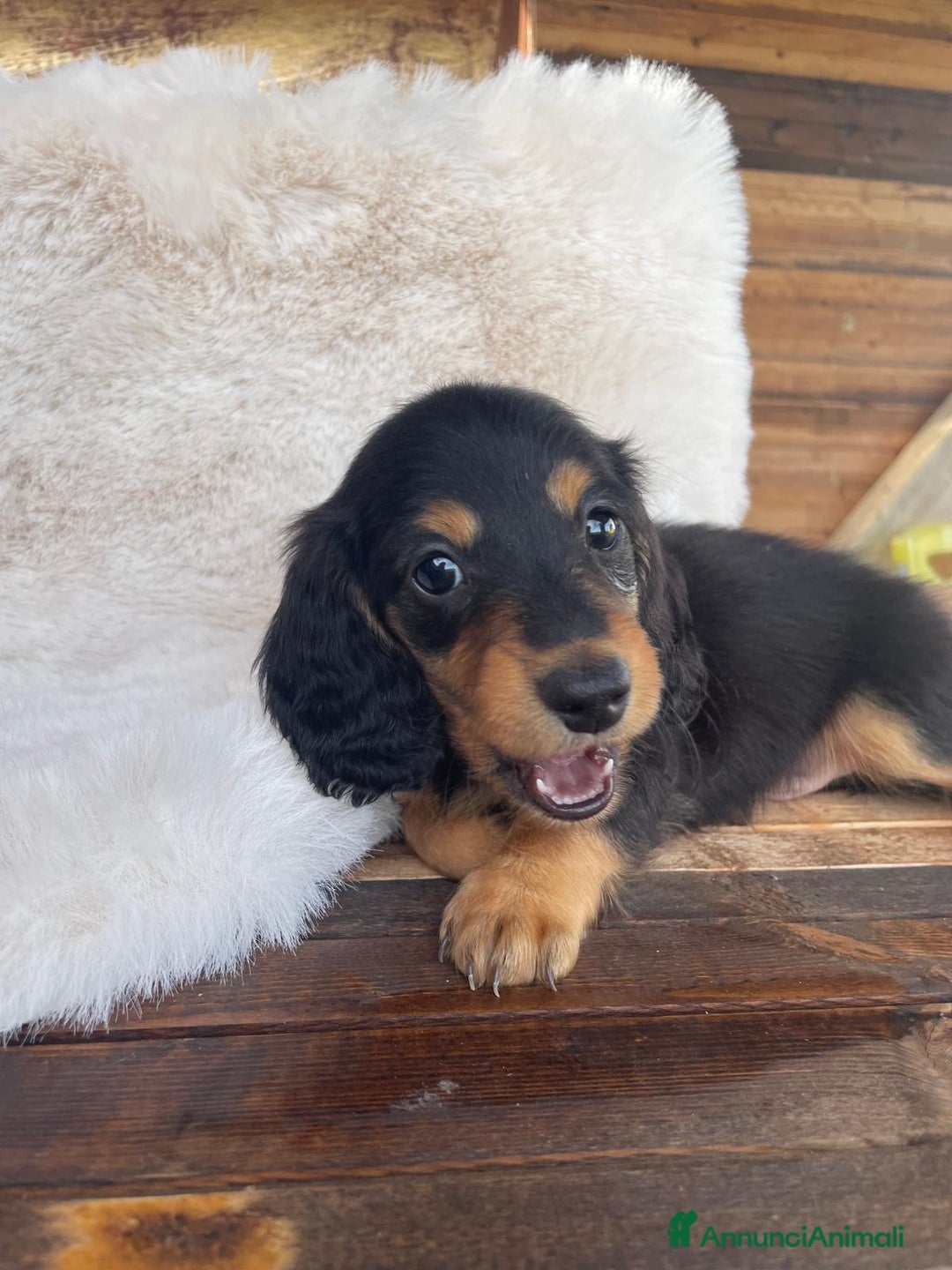 Bassotto cani in vendita: Mashietto bassotto a pelo lungho pedigree Enci - Annuncio 6