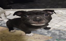 Staffordshire cani in vendita: Cucciolo di Staffy  a Provincia del Verbano-Cusio-Ossola - Immagine 2