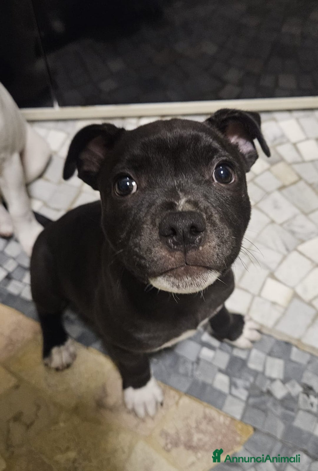 Staffordshire cani in vendita: Cucciolo di Staffy  a Provincia del Verbano-Cusio-Ossola - Immagine 2