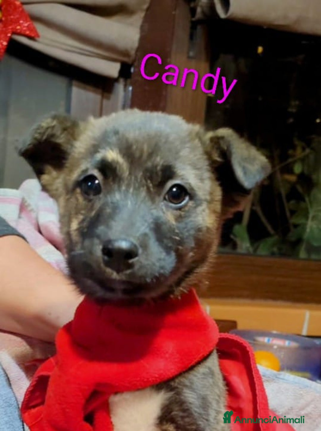 Meticcio cani in regalo: GEORGI CANDY LAMÙ spettacolari cucciole di 3 mesi  - Annuncio 4