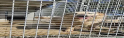 Pastore Abbruzzese Maremmano cani in regalo: Maya maestosa maremmana cerca casa  - Annuncio 3