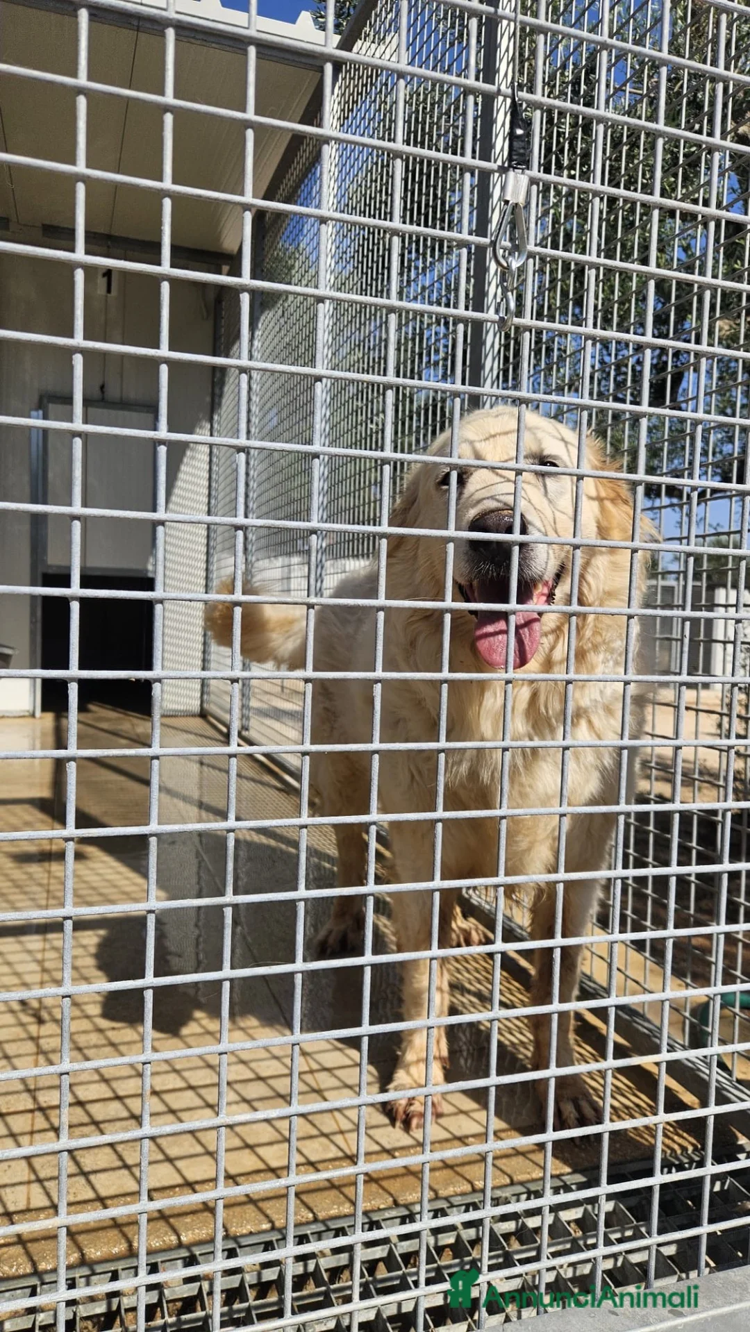 Pastore Abbruzzese Maremmano cani in regalo: Maya maestosa maremmana cerca casa  - Annuncio 3