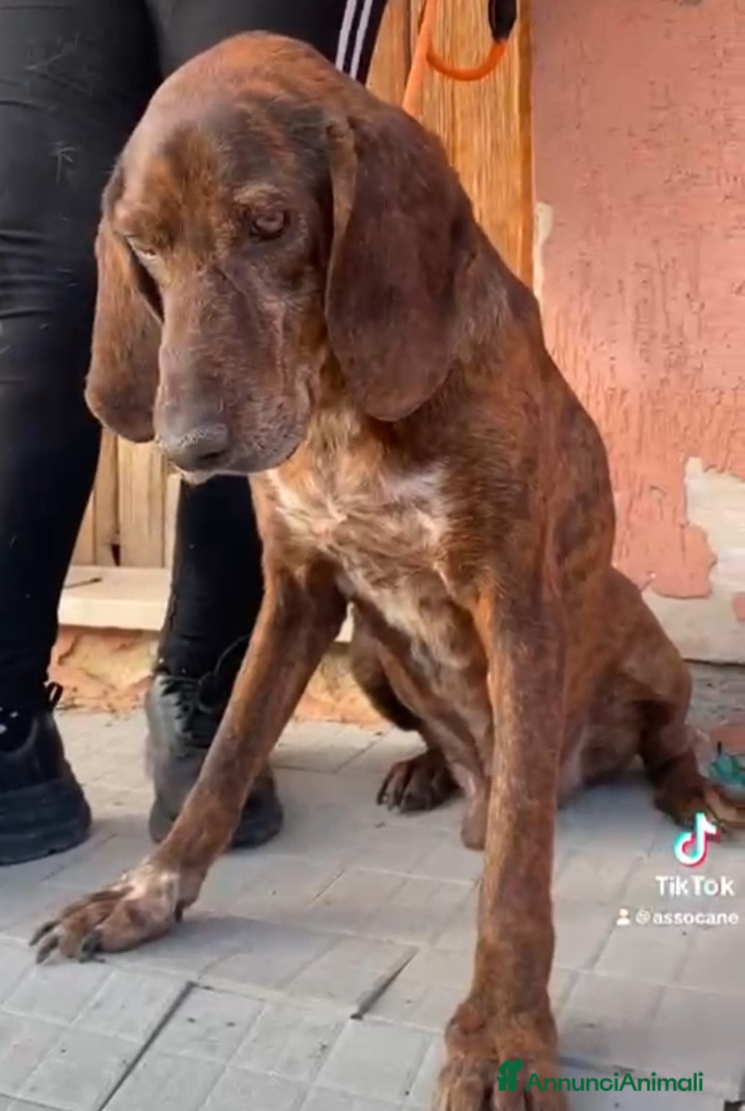 Meticcio cani in regalo: Carlo Segugio 5anni marroncino bello e buono.SICIL - Annuncio 2