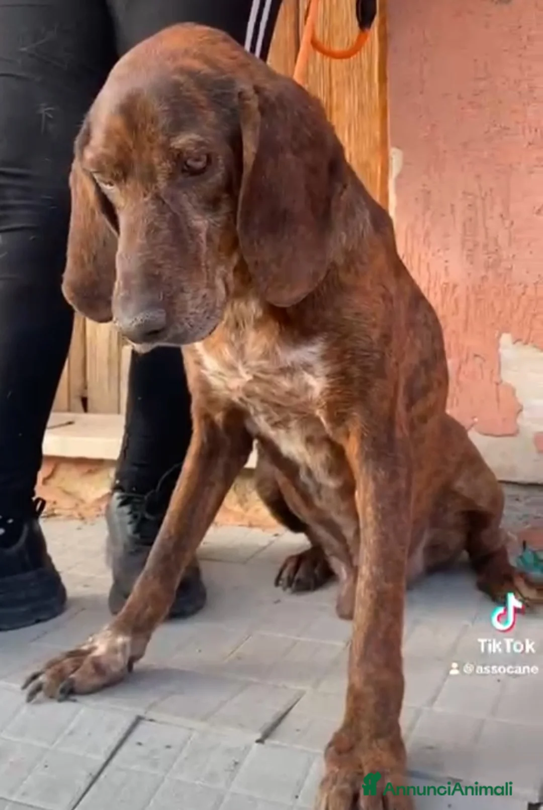 Meticcio cani in regalo: Carlo Segugio 5anni marroncino bello e buono.SICIL - Annuncio 2