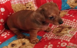 Bassotto cani in vendita: BASSOTTINA  a Città metropolitana di Roma Capitale - Immagine 4