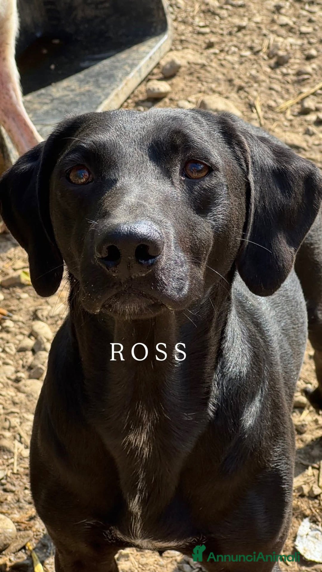 Meticcio cani in regalo: Cani TOTAL BLACK: i cani invisibili!  - Annuncio 9