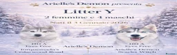 Husky cani in vendita: Siberian Husky, cuccioli alta genealogia a Provincia di Ravenna - Annuncio 1