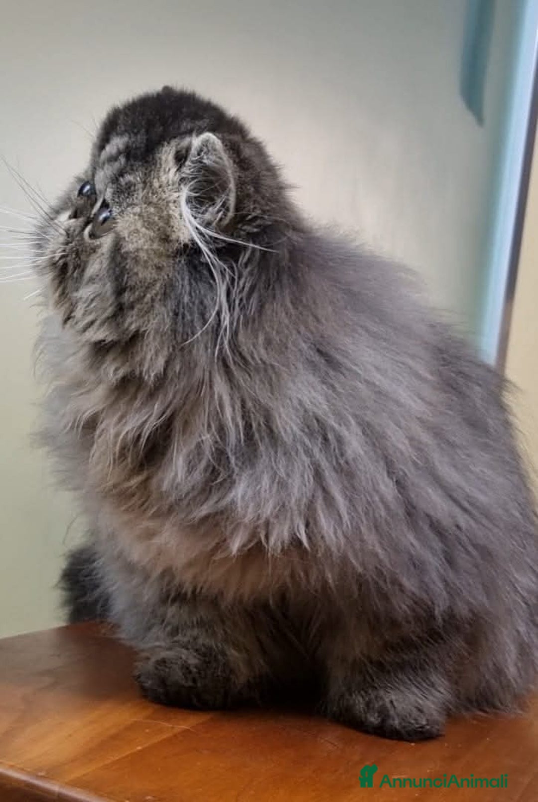 Persiano gatti in vendita: Arcobaleno Queen - Annuncio 4