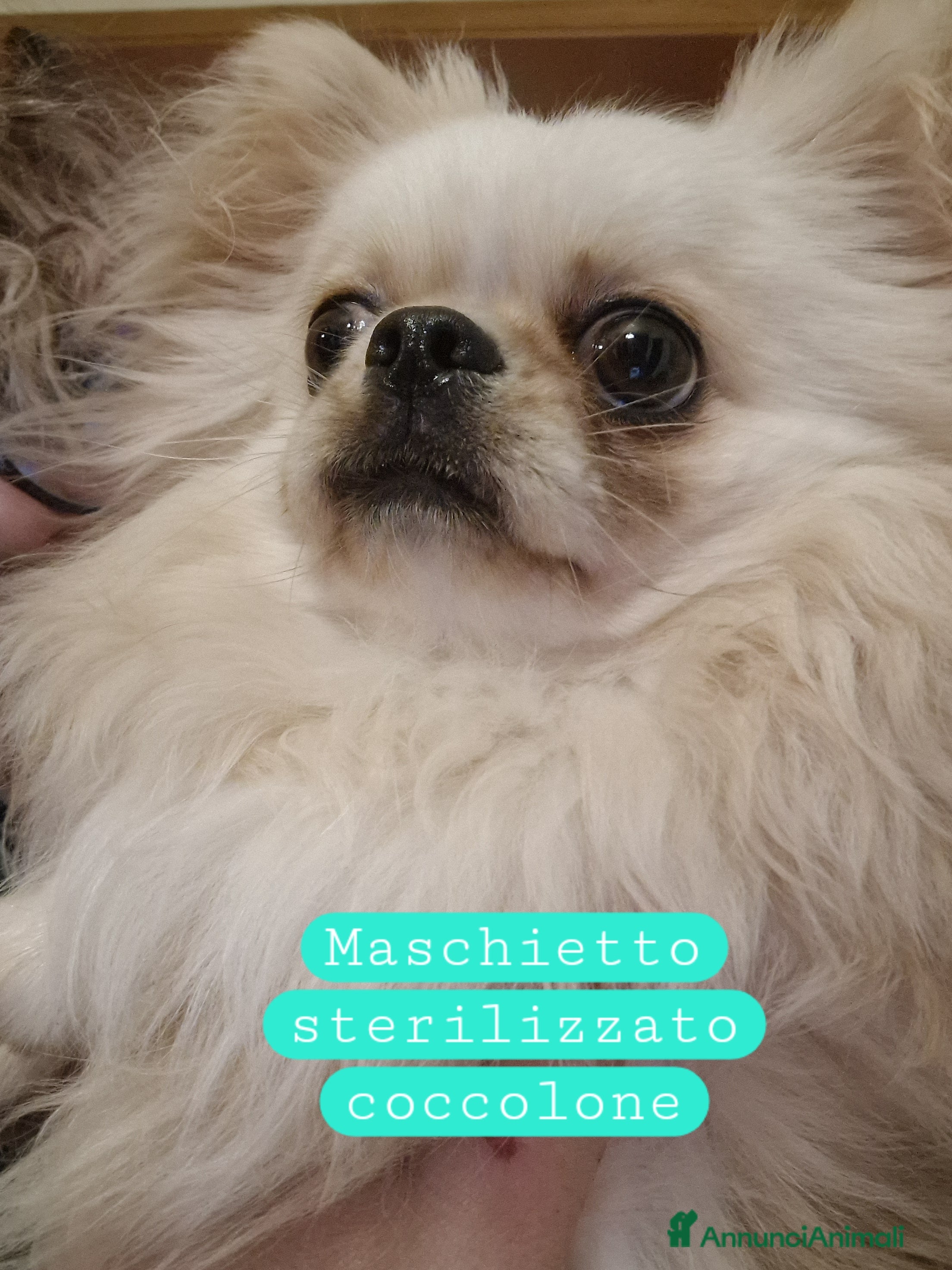 Chihuahua cani in regalo: Chihuahua a pelo lungo in adozione - Annuncio 3