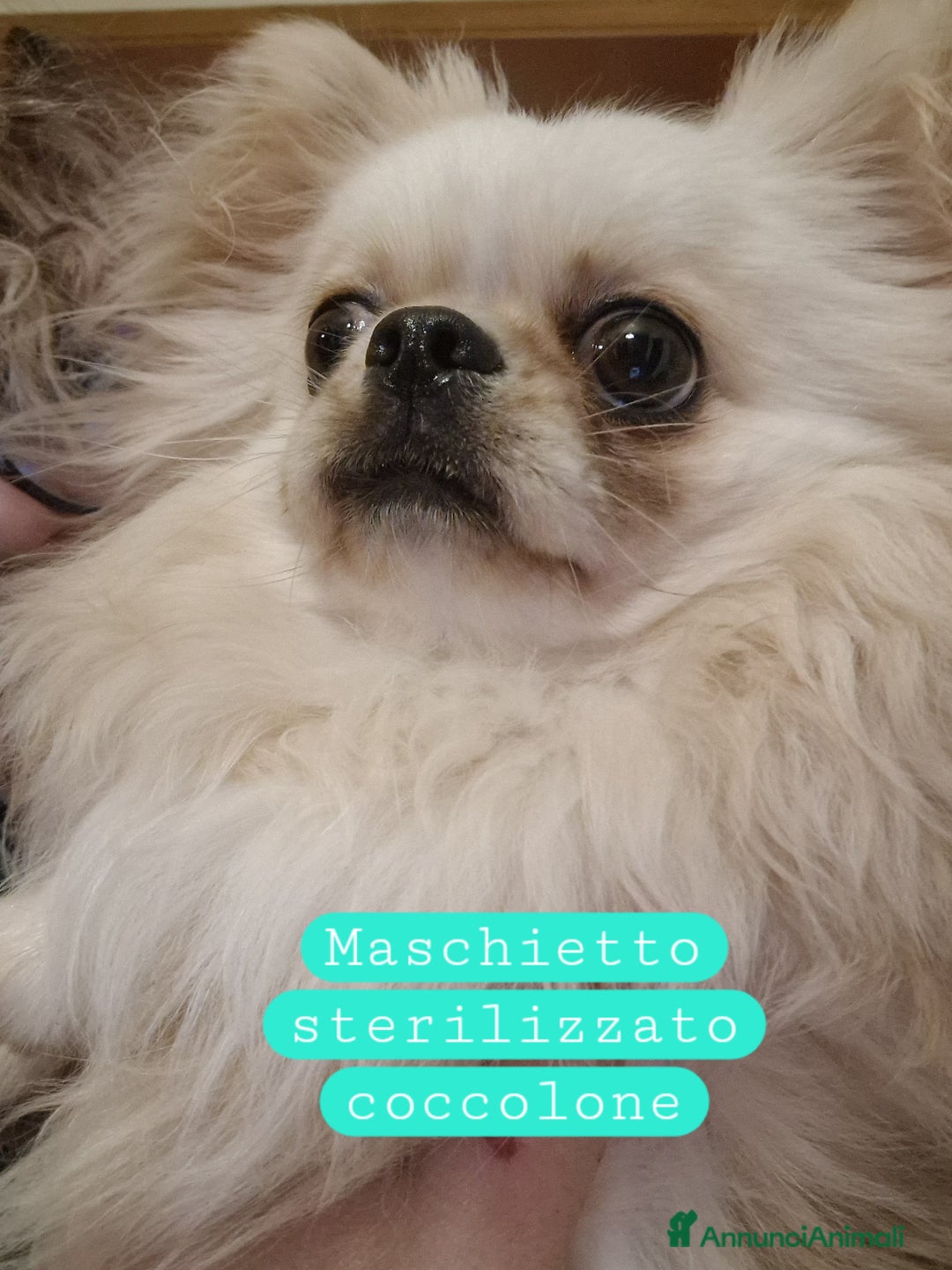 Chihuahua cani in regalo: Chihuahua a pelo lungo in adozione - Annuncio 1